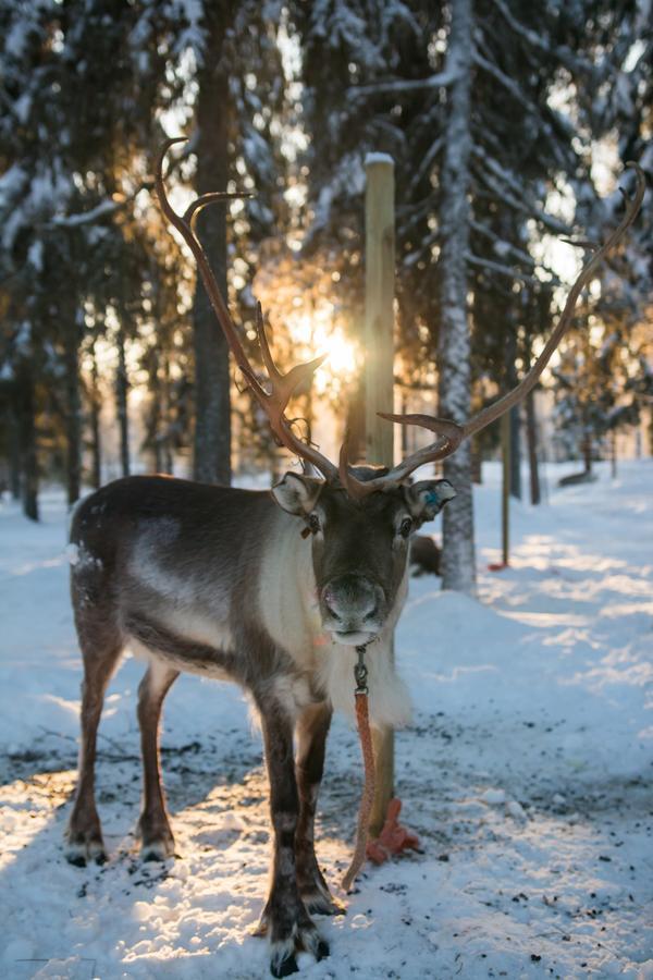 Yllaes Lake Hotel Ylläsjärvi エクステリア 写真